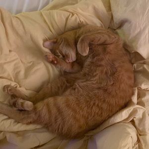 Meet your Posher, Grayson